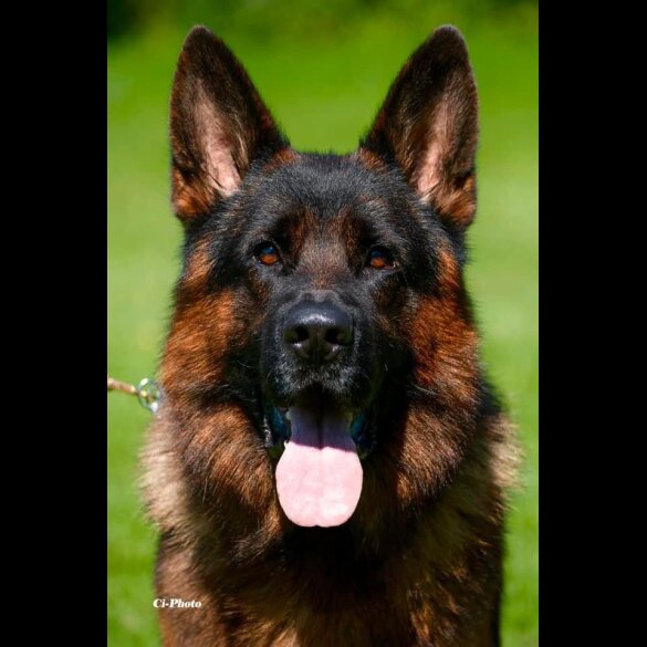 German Shepherd (Alsatian) - Both