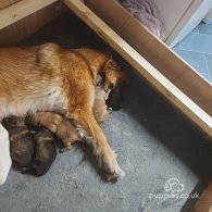 German Shepherd (Alsatian) - Both