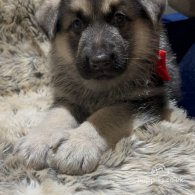 German Shepherd (Alsatian) - Both