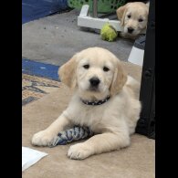 Golden Retriever - Dogs