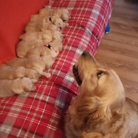 Golden Retriever - Both