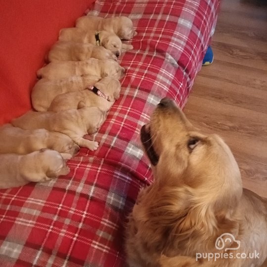 Golden Retriever - Both