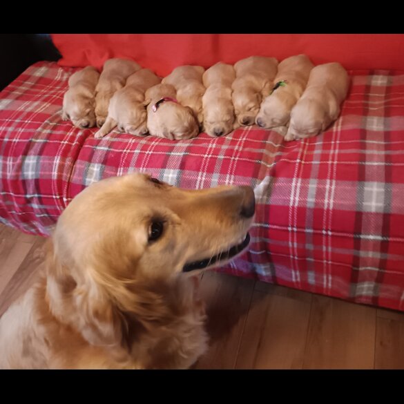 Golden Retriever - Both