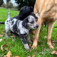 Labrador Retriever - Both