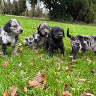 Labrador Retriever - Both