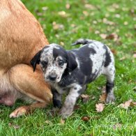 Labrador Retriever - Both