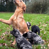 Labrador Retriever - Both