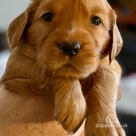 Golden Retriever - Both