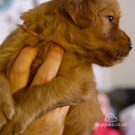 Golden Retriever - Both