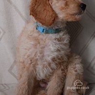 Goldendoodle - Both