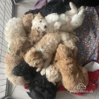 Goldendoodle - Both