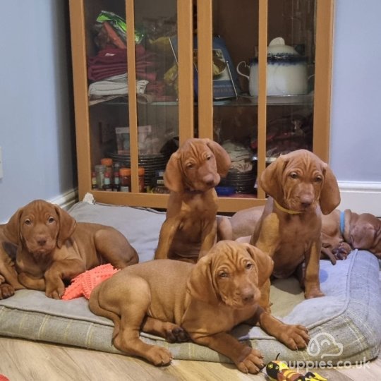 Hungarian Vizsla - Both