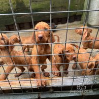 Hungarian Vizsla - Both