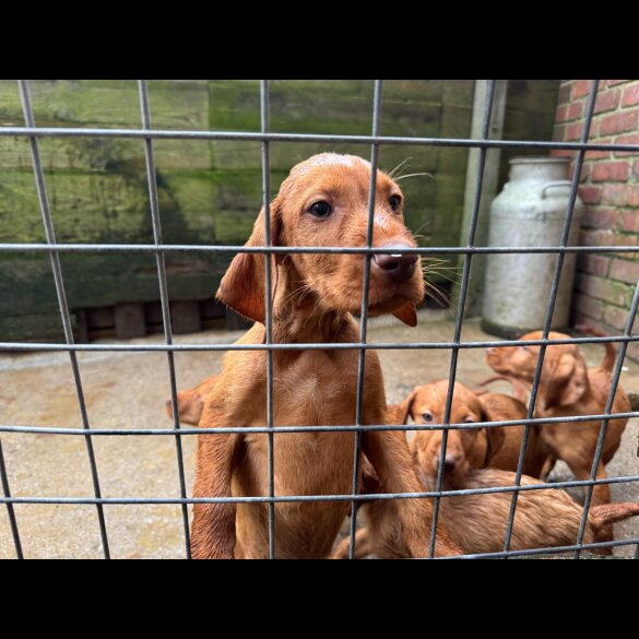 Hungarian Vizsla - Both