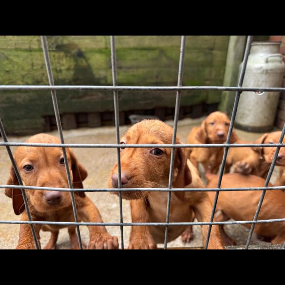 Hungarian Vizsla - Both