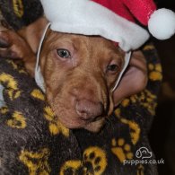 Hungarian Vizsla - Both