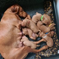 Hungarian Vizsla - Both