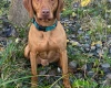 Hungarian Vizsla