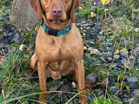 Hungarian Vizsla