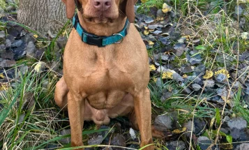 Hungarian Vizsla