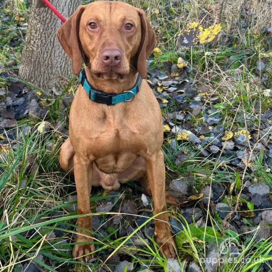 Hungarian Vizsla