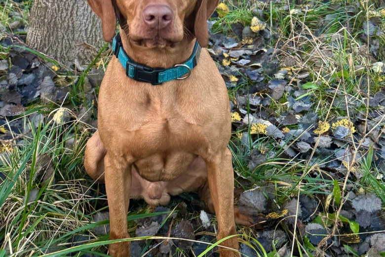 Hungarian Vizsla