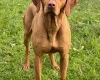 Hungarian Vizsla