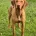 Hungarian Vizsla