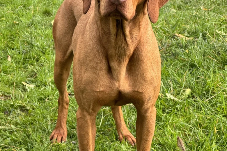 Hungarian Vizsla