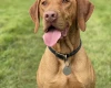 Hungarian Vizsla