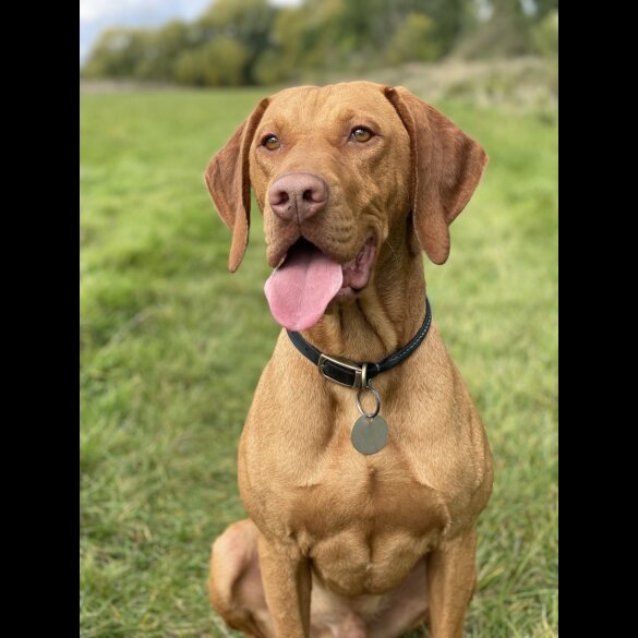 Hungarian Vizsla