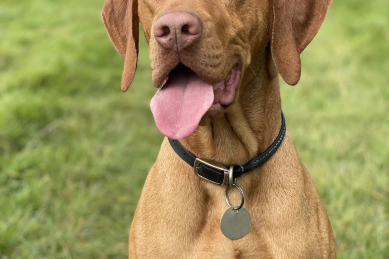 Hungarian Vizsla