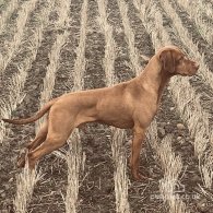 Hungarian Vizsla