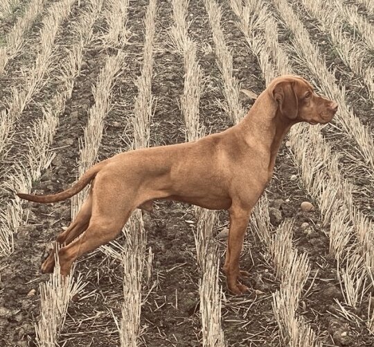 Hungarian Vizsla