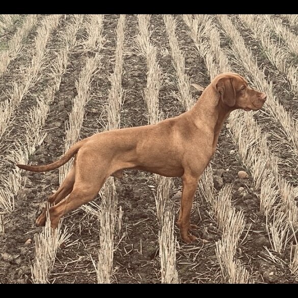 Hungarian Vizsla