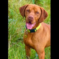 Hungarian Vizsla