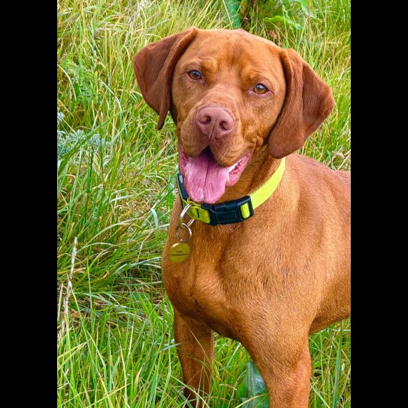 Hungarian Vizsla