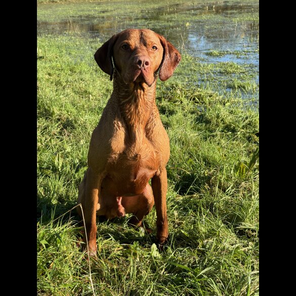 Hungarian Vizsla