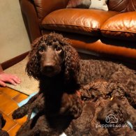 Irish Water Spaniel - Both