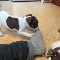 Jack Russell - Both