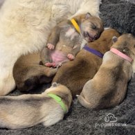 Japanese Akita Inu - Both