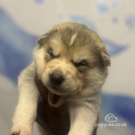 Japanese Akita Inu - Both