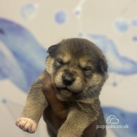 Japanese Akita Inu - Both