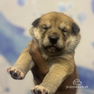 Japanese Akita Inu - Both