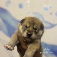 Japanese Akita Inu - Both