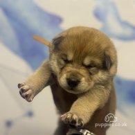 Japanese Akita Inu - Both