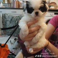 Japanese Chin - Both