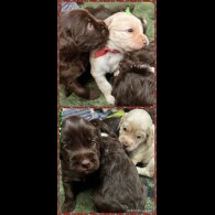 Labradoodle - Dogs