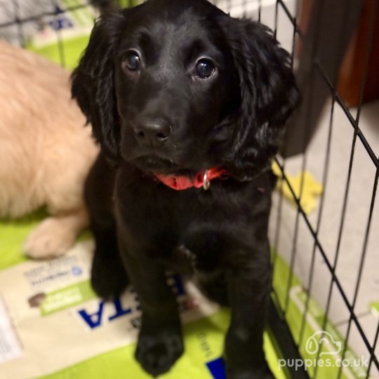 Labradoodle - Both