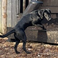 Labrador Retriever - Both